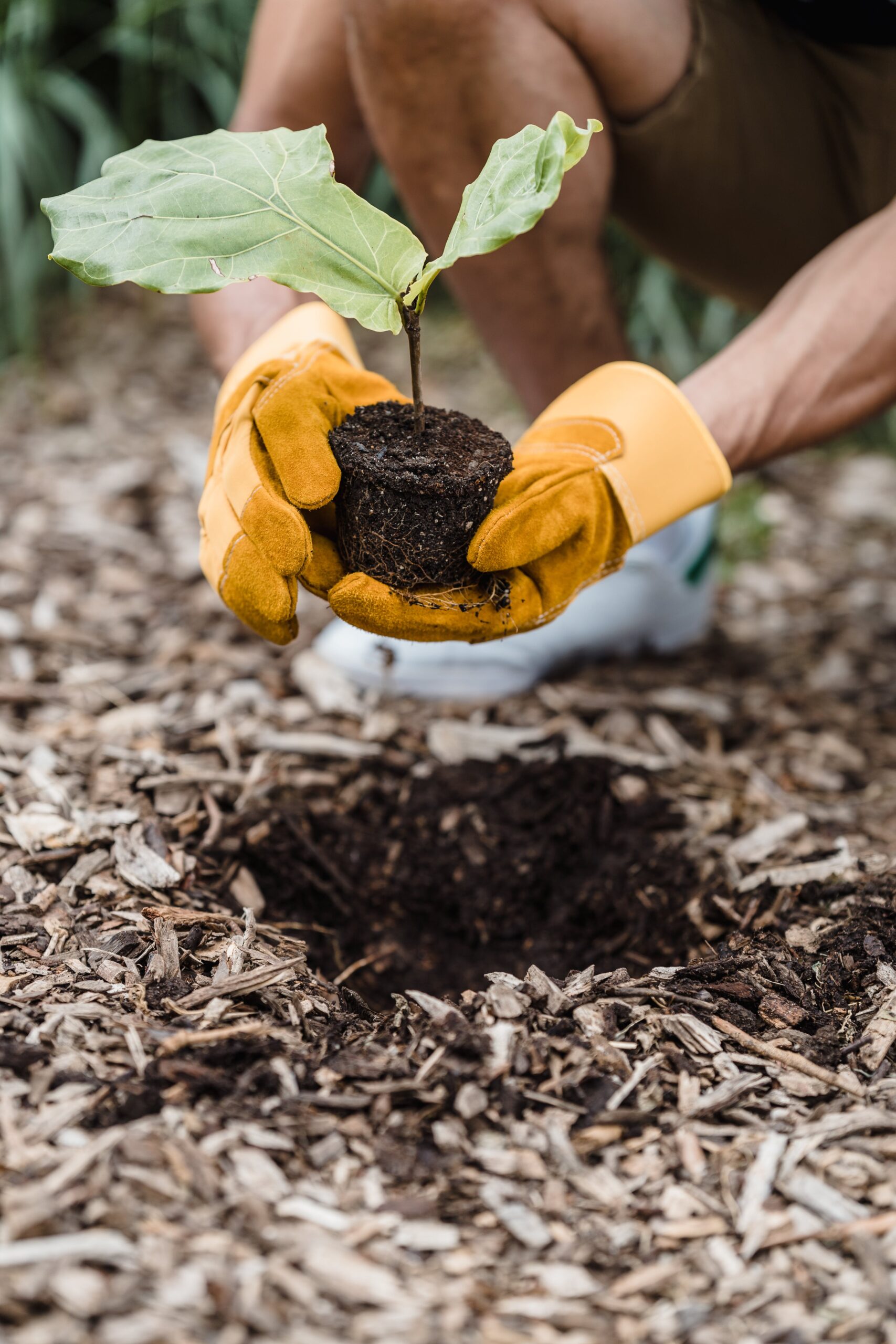 personne qui plante un pot