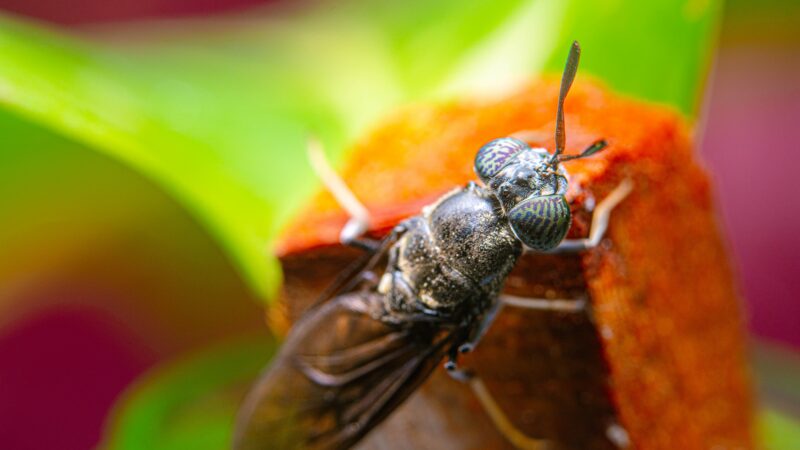photo hermetia illucens