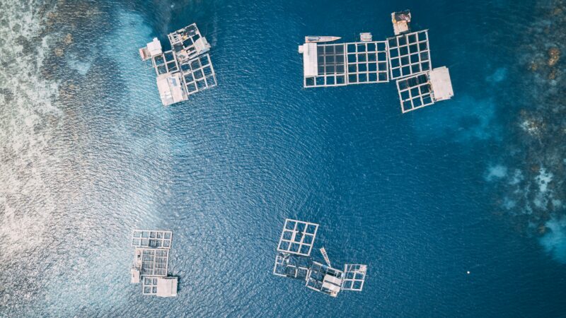 L’essor de l’aquaculture vers la durabilité