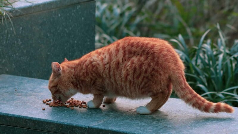Les insectes, une réponse aux défis du petfood